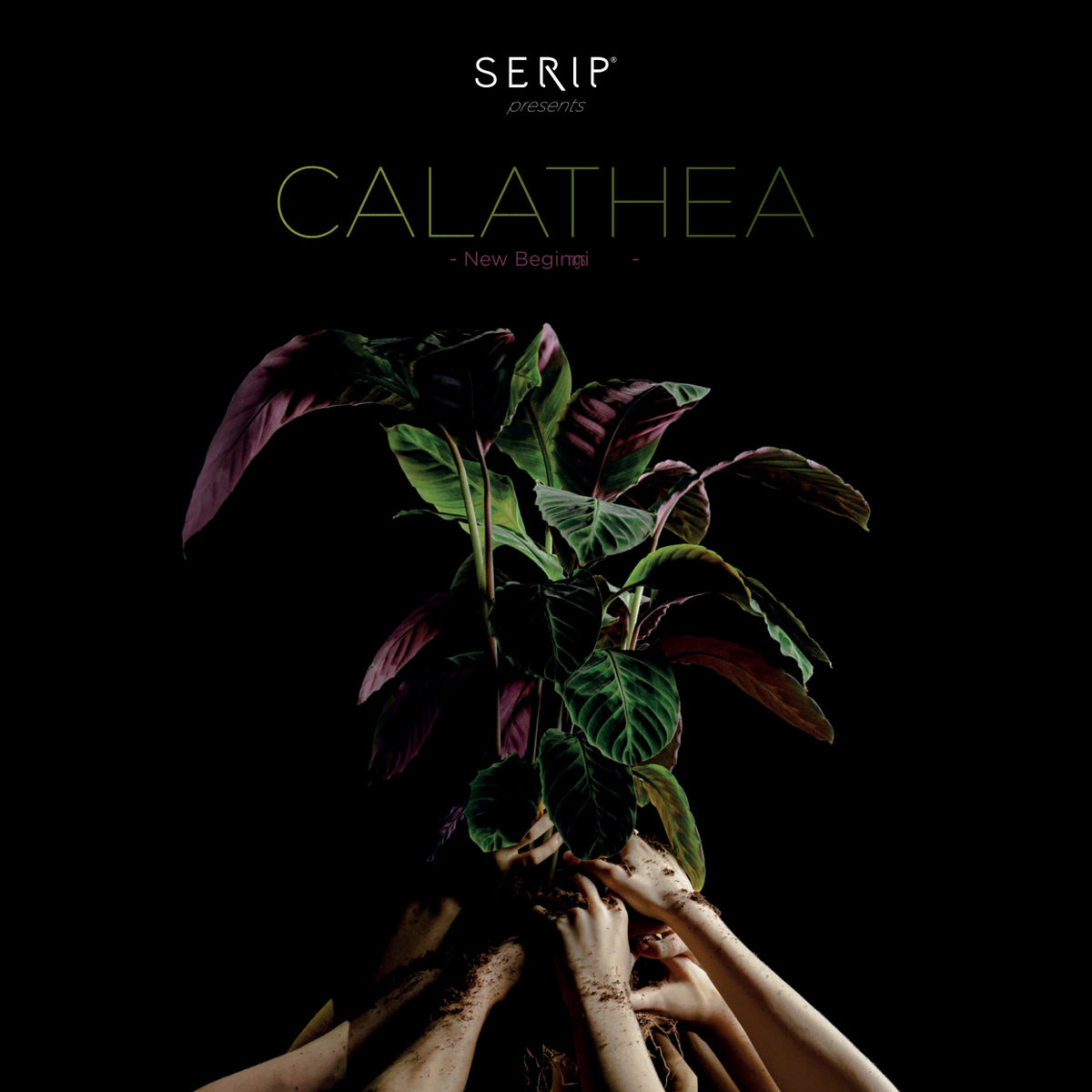 Calathea